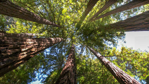 How Our Tree Care Process Works  in  Lawrenceburg, KY